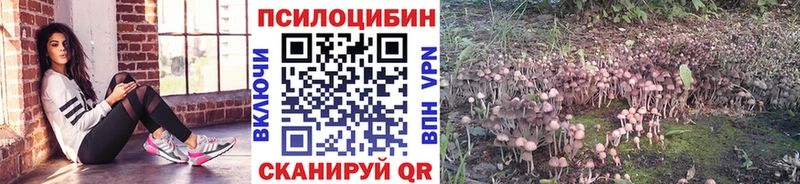 где продают   KRAKEN сайт  Псилоцибиновые грибы Cubensis  Тольятти 
